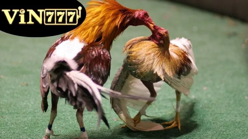 Giới thiệu về Đá Gà Campuchia