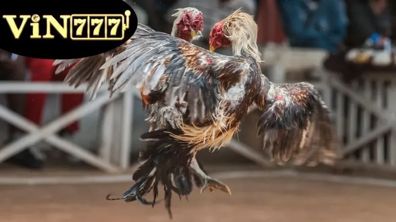 Các lựa chọn hàng đầu