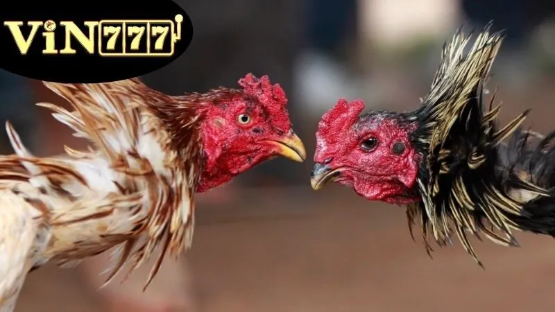 Lợi ích và tính năng của Đá Gà Campuchia