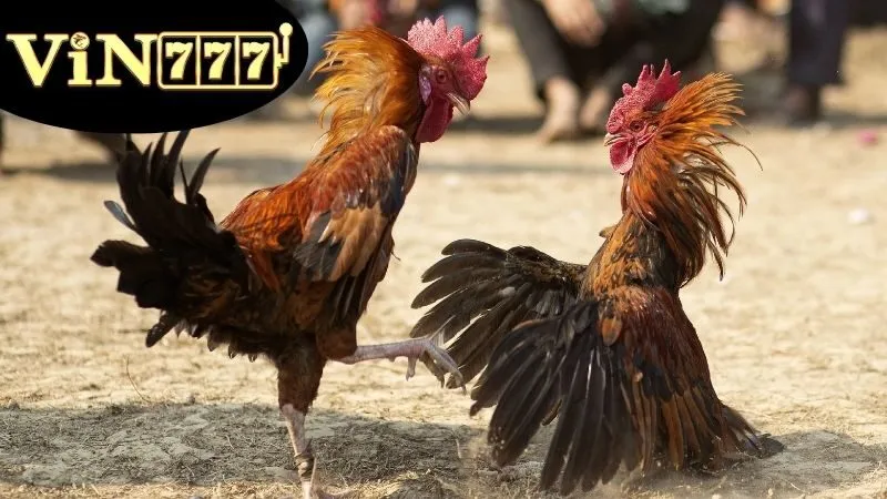 Đá Gà Cựa Tròn – Môn Thể Thao Gà Chọi Đầy Kỹ Thuật 3 Đặc điểm nổi bật của Đá gà cựa tròn