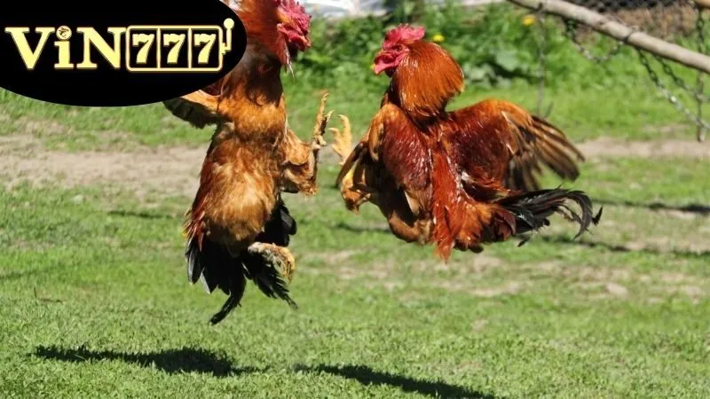 Đá gà cựa tròn