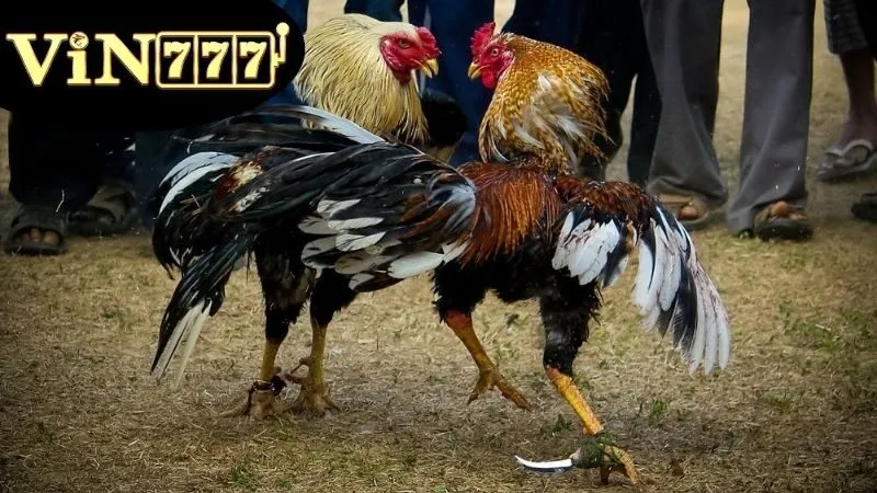 Định nghĩa và Lịch sử Đá Gà Thomo