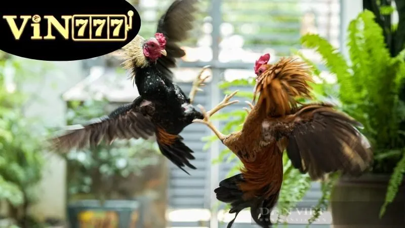 Lịch Thi Đấu Hôm Nay trên VIN777