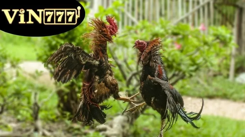 Hướng Dẫn Tham Gia Cá Cược