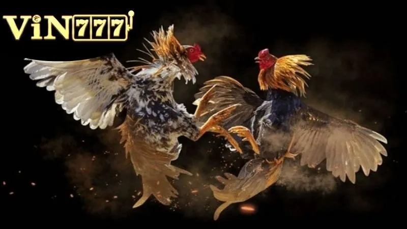 Đá Gà VIN777 - Bí Quyết Chiến Thắng Lớn Với Những Chiến Kê 2 Các loại hình cá cược hấp dẫn được cung cấp tại Đá Gà VIN777