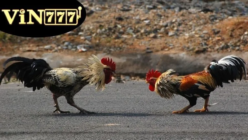 Gà Đá Cựa Dao – Kịch Tính Mỗi Cú Ra Đòn 4 So sánh Gà Đá Cựa Dao với các loại gà đá khác
