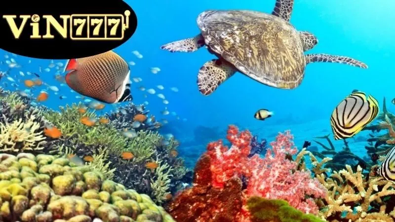 Top 5 lựa chọn hàng đầu