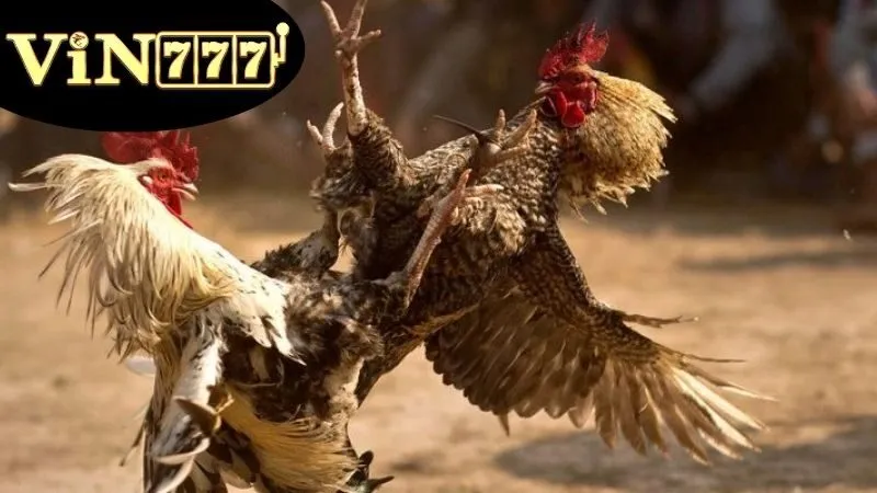 Xem Đá Gà Online – Trực tiếp đỉnh cao, kèo hấp dẫn 3 Lợi ích và Rủi Ro của Xem Đá Gà Online