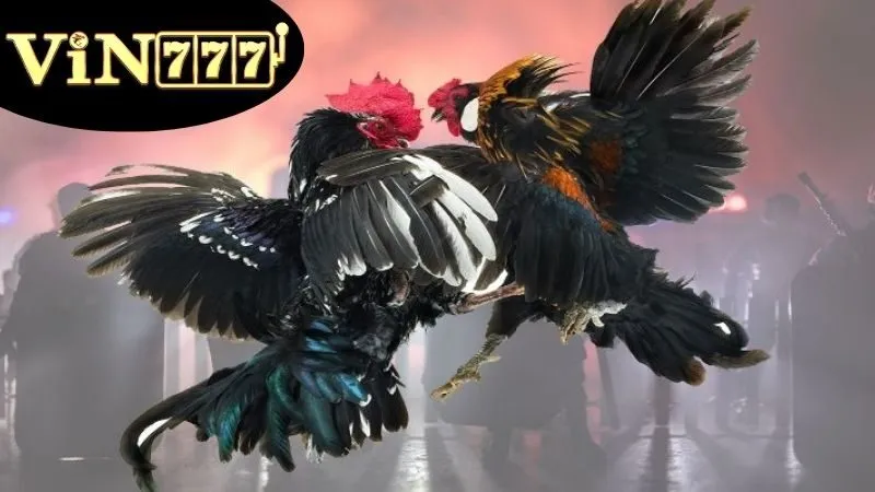 Xem Đá Gà Online – Trực tiếp đỉnh cao, kèo hấp dẫn 4 Các Trang Web Phổ Biến cho Xem Đá Gà Online